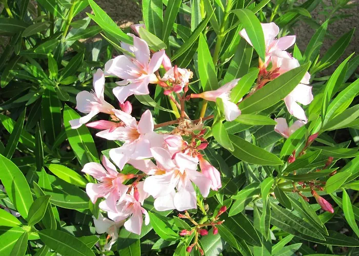 Apart Otel Sole E Mare